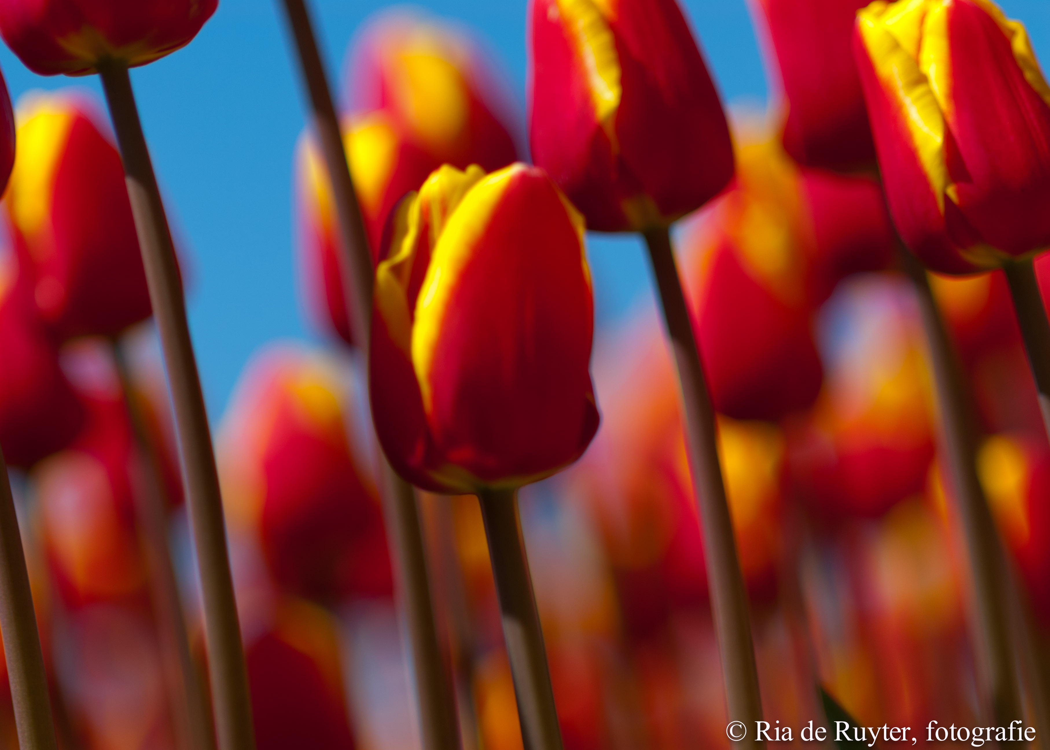 tulpenveld-0269.jpg